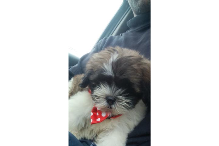 Shitzu 2 meses HEMBRA Puerto Rico