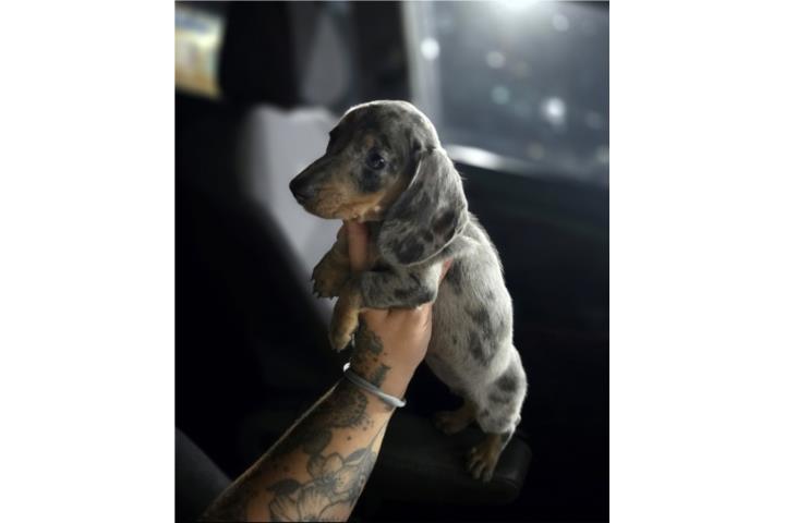Dachshund Puerto Rico