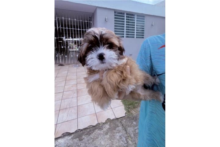 Shitzu nena  Puerto Rico
