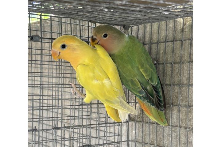 Lovebird  Puerto Rico