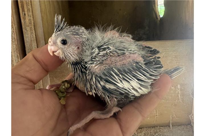 Cockatieles  Puerto Rico