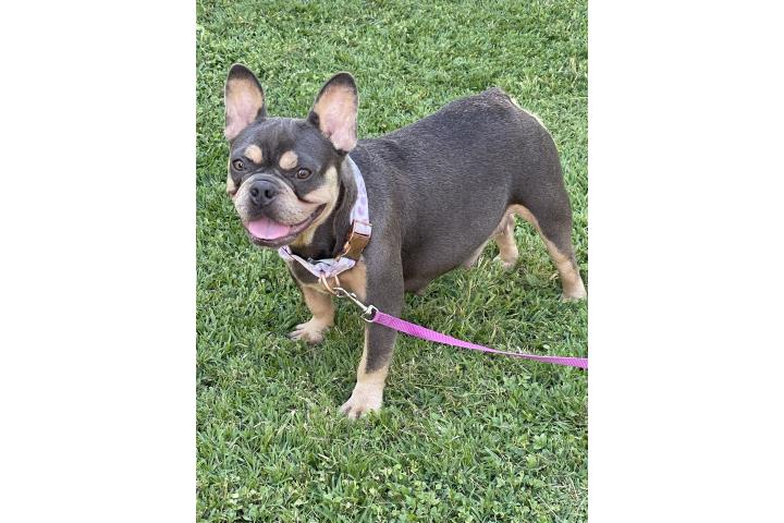 French bulldog  Puerto Rico