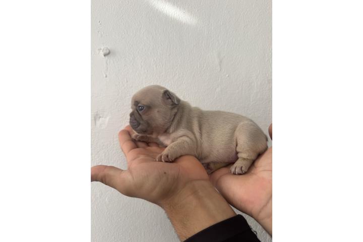 French bulldog hembra  Puerto Rico