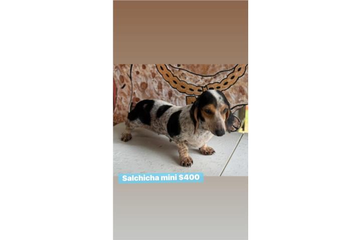 Salchicha mini  Puerto Rico