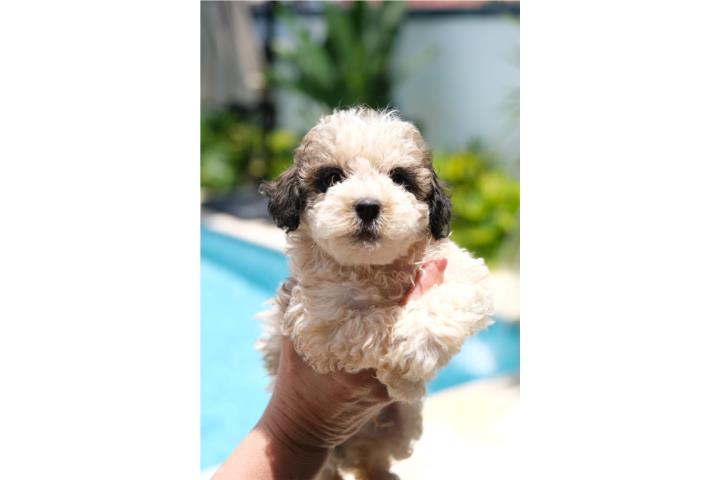 Minidoodle Puerto Rico