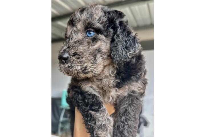 Goldendoodle  Puerto Rico