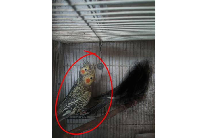 Cockatieles jóvenes machos  Puerto Rico