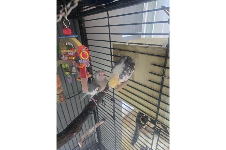 Se vende pareja d cockatieles  Puerto Rico