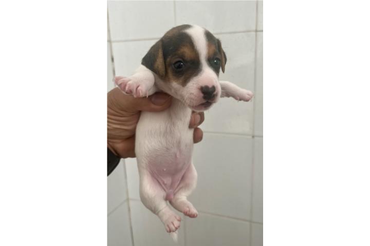 Hembras Jack Russell  Puerto Rico