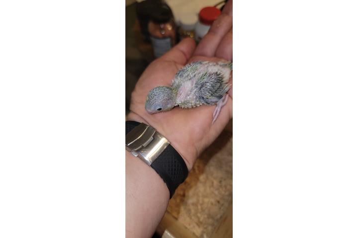 PARROTLET BEBE HAND FEEDING  Puerto Rico