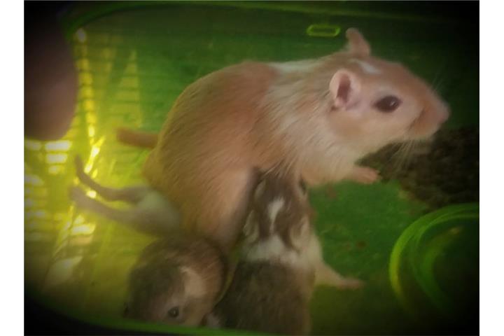 Hamster sirio Puerto Rico