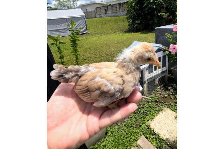 Preciosa parejita de Kiris disponibles  Puerto Rico