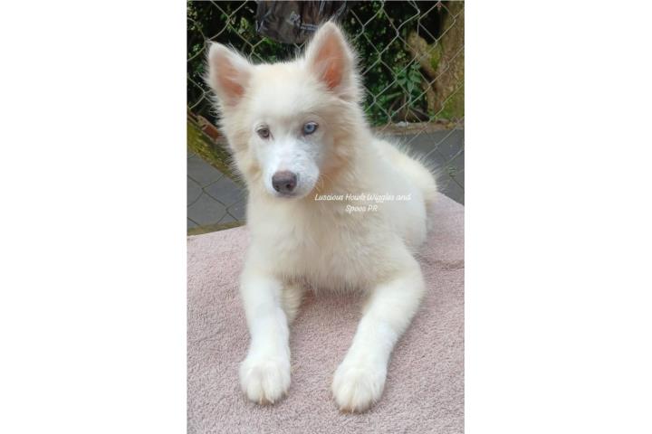 Siberian Husky Registro AKC  Puerto Rico