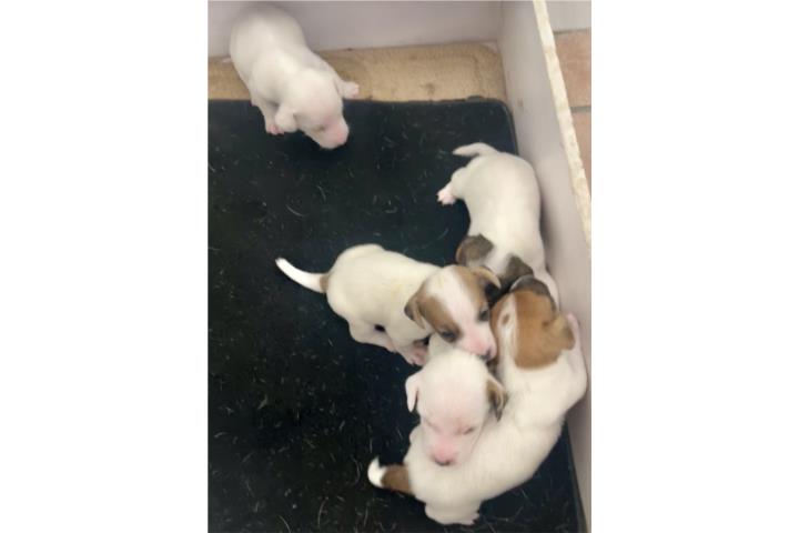 Hembras Jack Russell Terriers  Puerto Rico