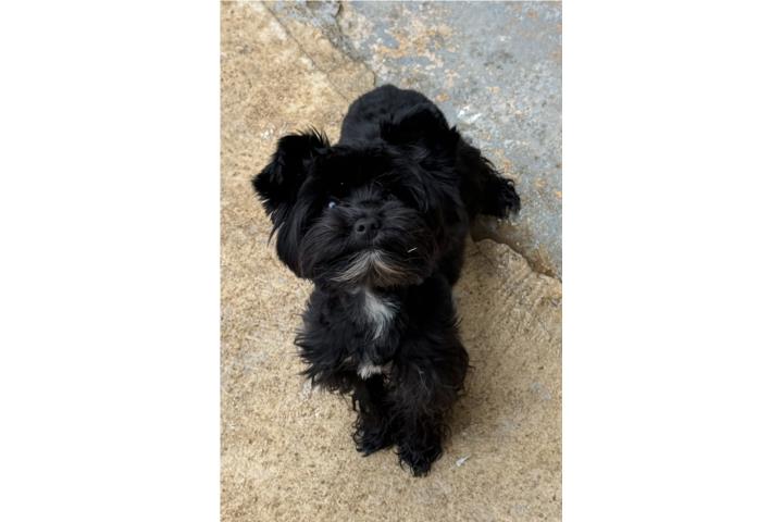Yorkie exótico negro PUPPY Puerto Rico