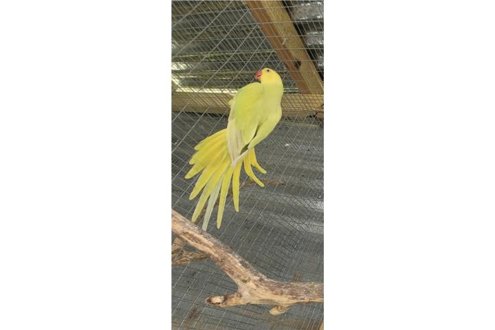 Ringneck Hembra adulta  Puerto Rico