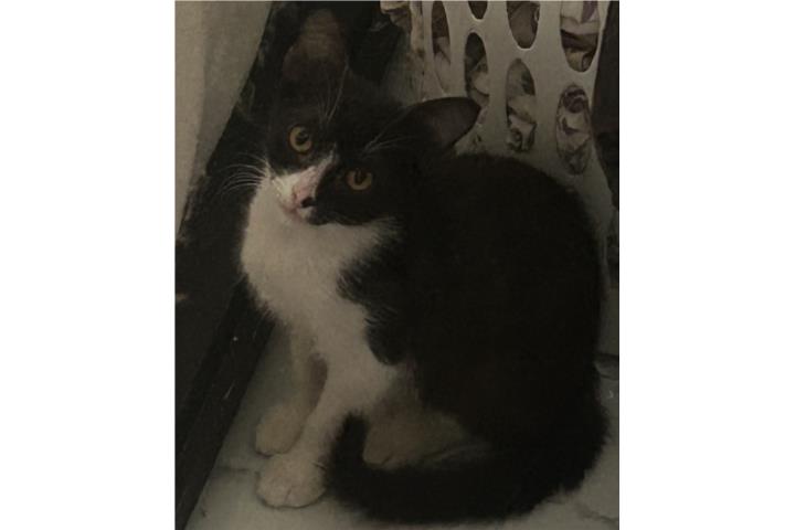 Se regala bello gatito juguetón  Puerto Rico