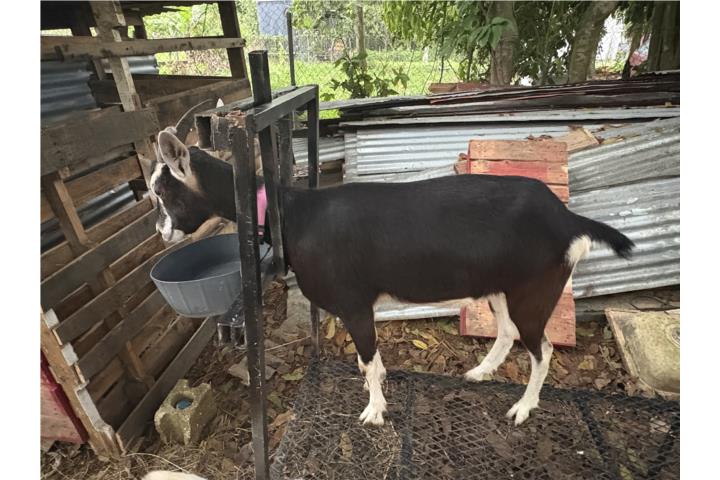 Cabra pichona pocible mente preña Puerto Rico