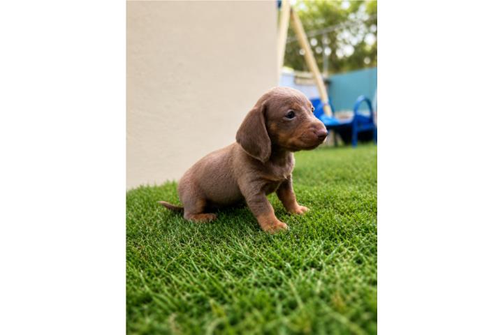 Salchicha dachshund nena Puerto Rico