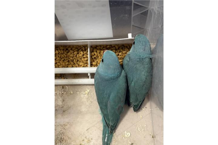 Precioso Ringneck azul solo $230 Puerto Rico