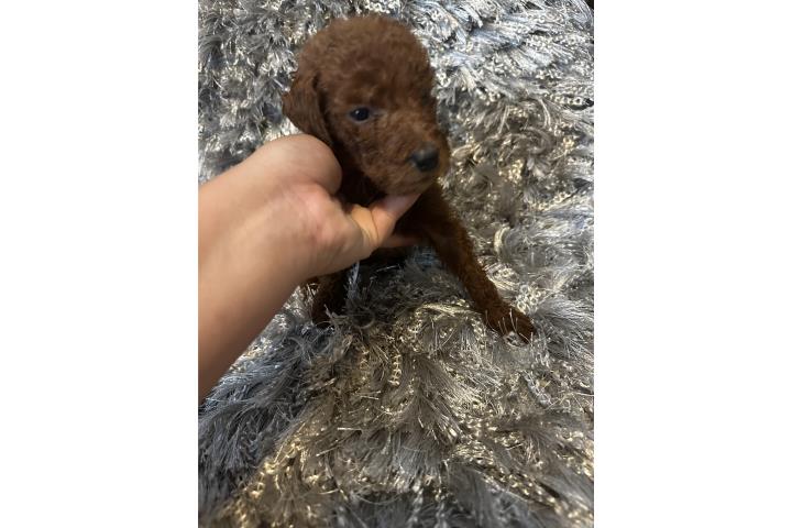 Standard poodle Puerto Rico