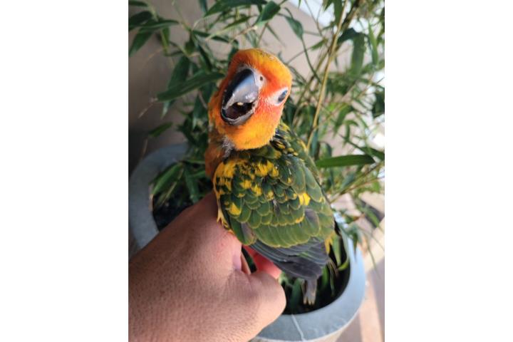 Hermosas cotorritas Son Conure ?????? Puerto Rico