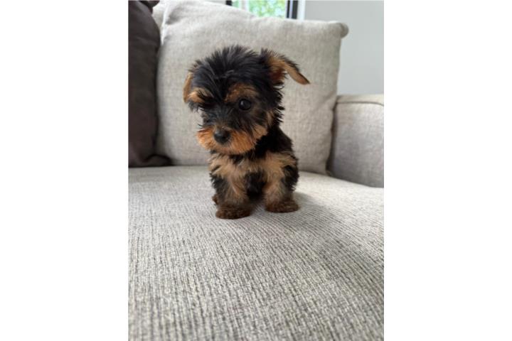 Morkie toy!  Puerto Rico
