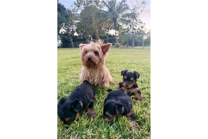 Yorkie toy hembra Puerto Rico
