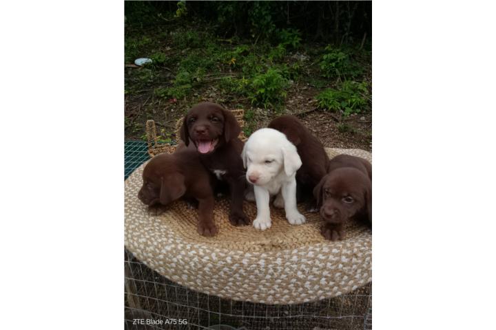 Perritos labradores Puerto Rico