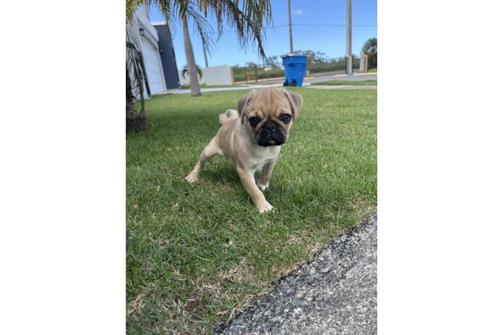 Pug Puerto Rico