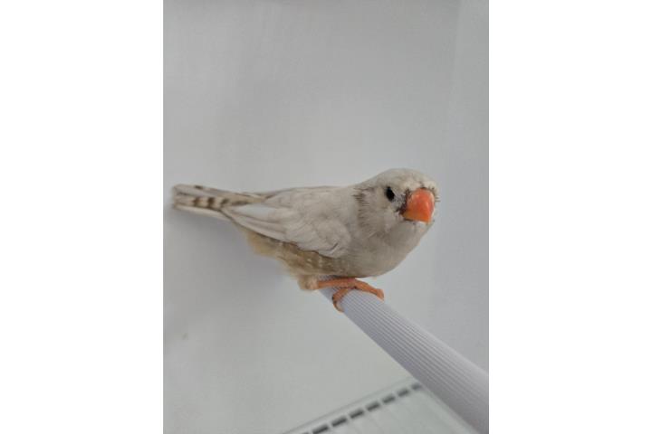 Hembras orange bresred y black brested y hemb Puerto Rico