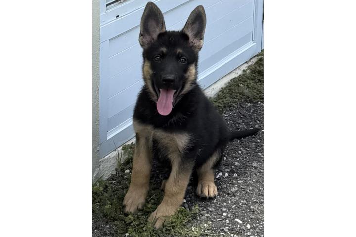 German Shepherd AKC Hembra Puerto Rico