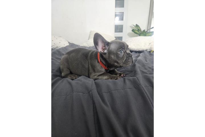 French Bulldog  Puerto Rico