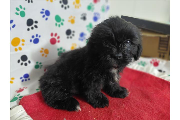 Shih Tzu Machito  Puerto Rico