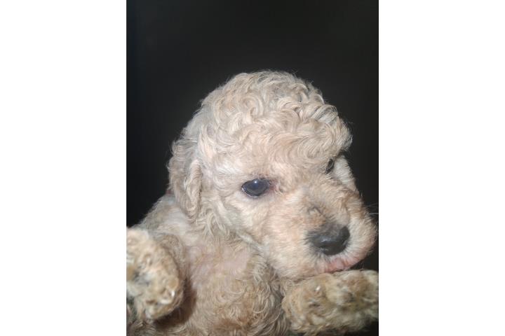 Toy poodle  Puerto Rico
