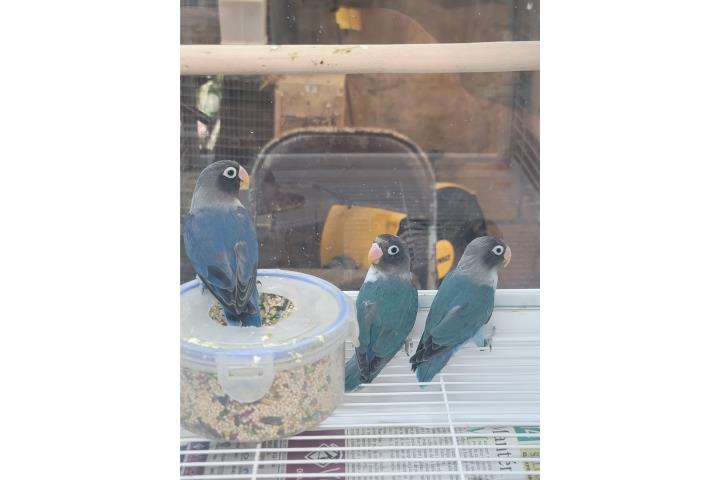 Lovebird  Puerto Rico