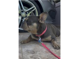 French bulldog adulta  Puerto Rico