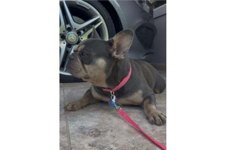 French bulldog adulta  Puerto Rico