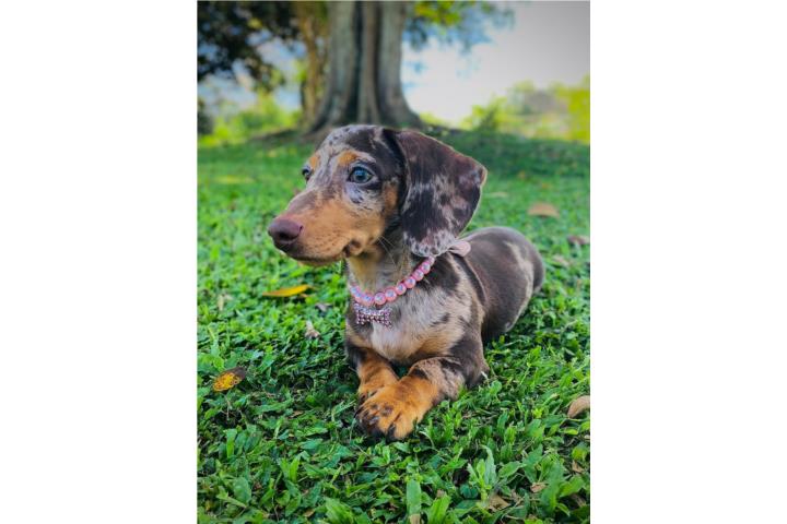 HEMBRA DACHSHUND DAPPLE CHOCOLATE EXTREMA  Puerto Rico