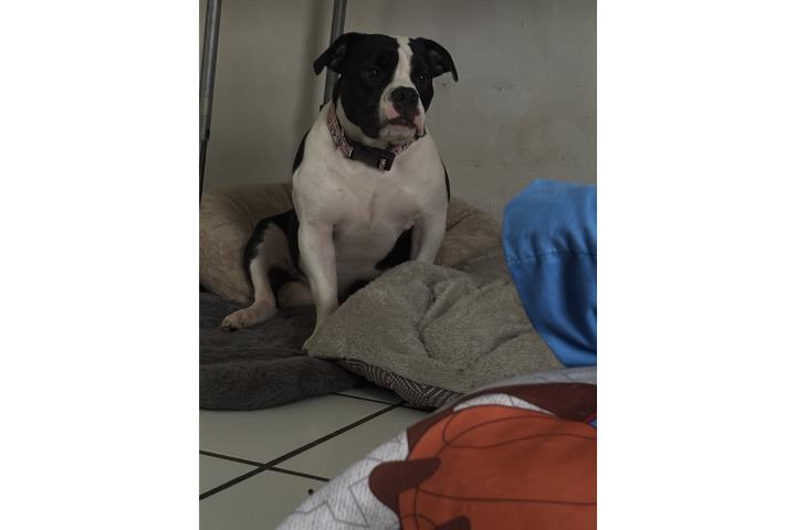 Pitbull bully  Puerto Rico