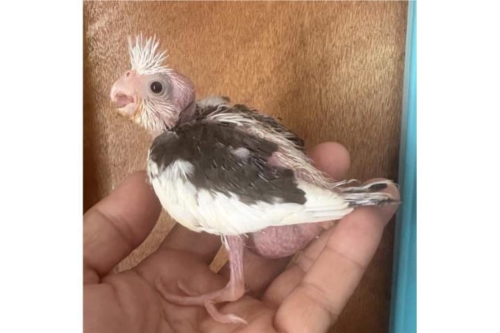 Cockatieles  Puerto Rico