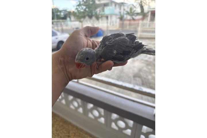 Ringneck griss 250  Puerto Rico