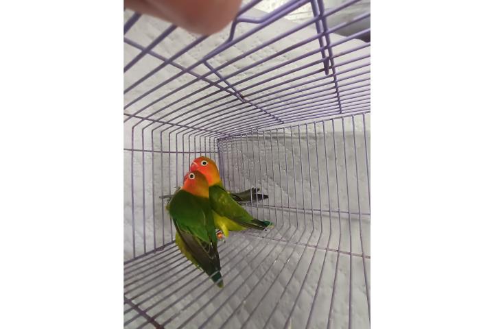 Lovebirds Puerto Rico