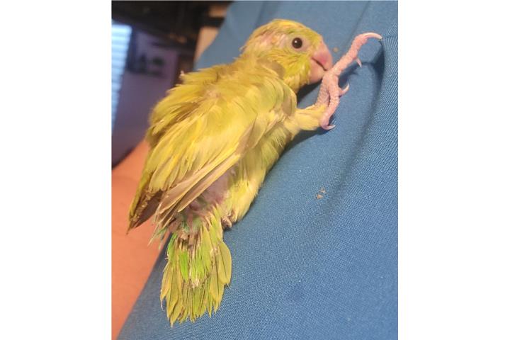 PARROTLET HEMBRA HAND FEED  Puerto Rico
