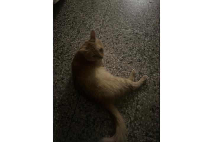 Gatito de meses color Brown  Puerto Rico