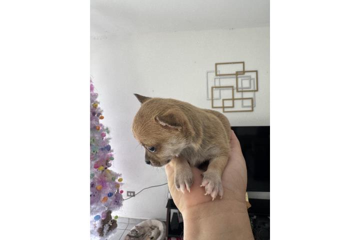 Chihuahua  Puerto Rico