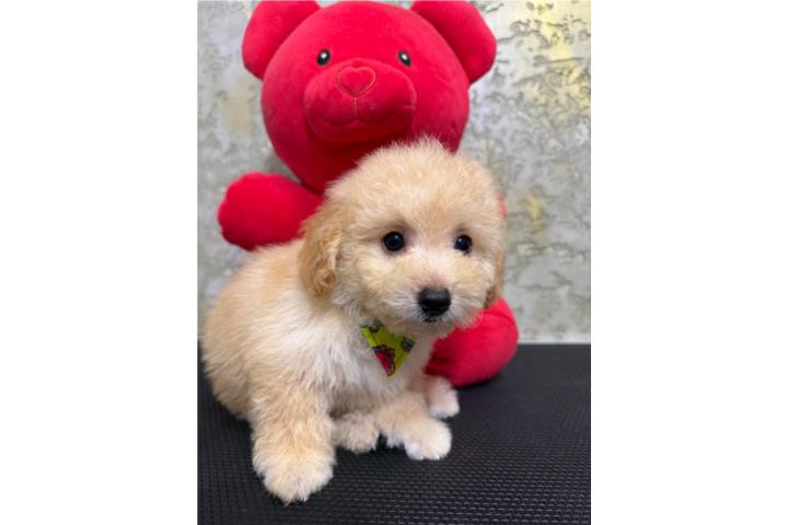 Precioso Toy Poodle   Puerto Rico