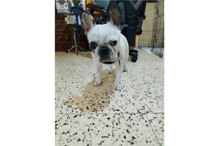 French Bulldog Hembra 2 años Puerto Rico