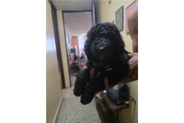 Poodle la Standard Hembra 2 meses BEBESITA Puerto Rico