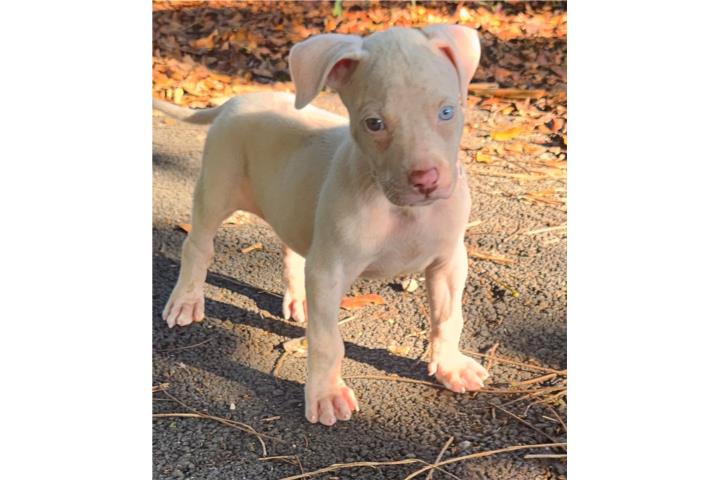 Pitbull  Puerto Rico